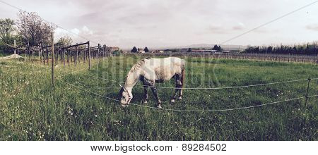 A lonely horse in a field with a nature green countyside
