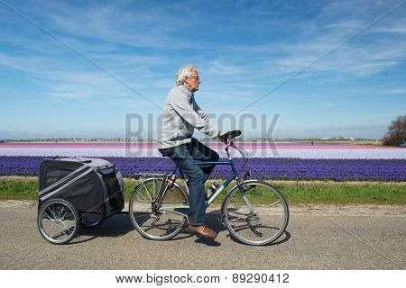 Man with doggy ride on bike in Dutch flower bulbs fields