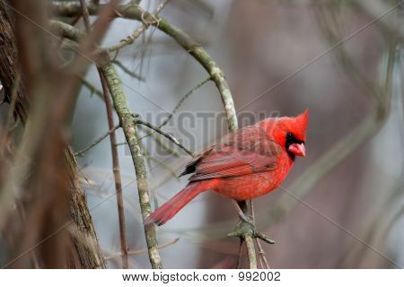 Cardinal rouge