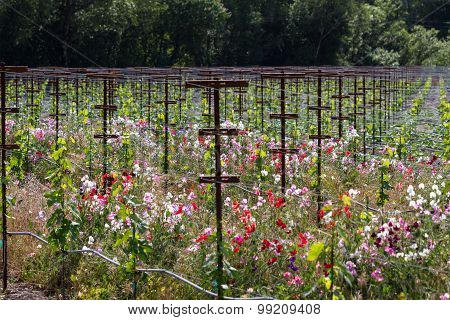 Vineyard Landscape