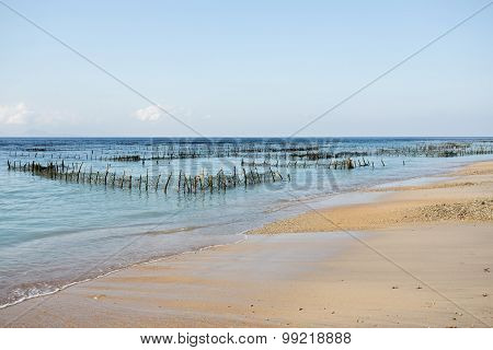 Plantations Of Seaweed On Dream Beach, Algae At Low Tide