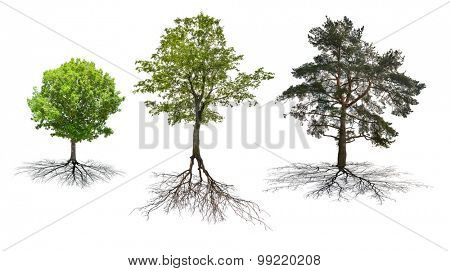 set of three trees with roots isolated on white background