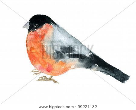 watercolor drawing bird