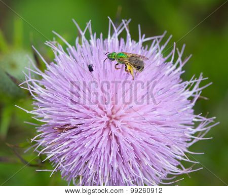 Sweat Bee On Thistle