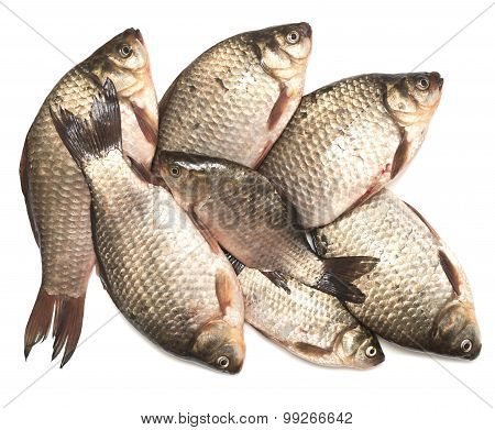 fresh fish