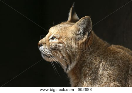 Bobcat profil