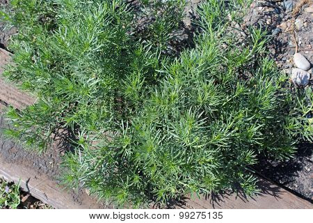 Harmal (Peganum harmala)