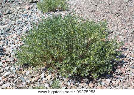 Harmal (Peganum harmala)
