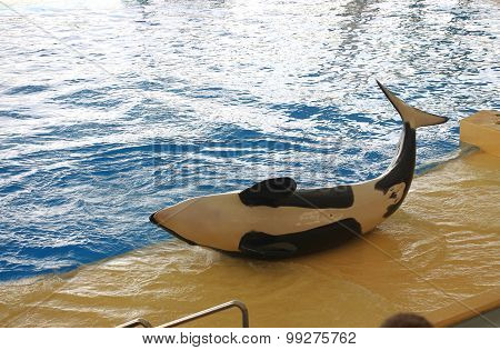Whales Show In Loro Parque