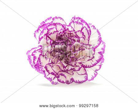 Purple Shade Carnation Flower