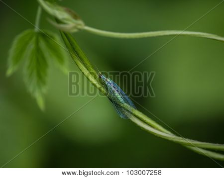 In Green