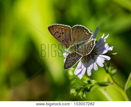 Blue Agrus
