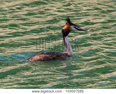 Great Crested Grebe