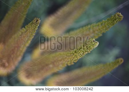 Abstract flowering ,green,yellow ,flowers, fauna
