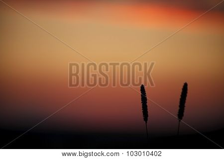 Beautiful summer sunset