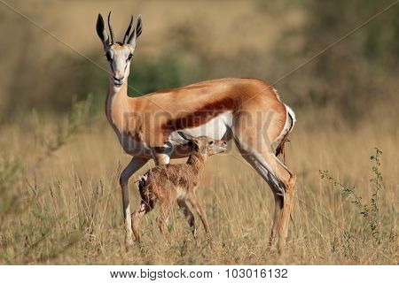 Springbok antelope (Antidorcas marsupialis) with newly born lamb, South Africa