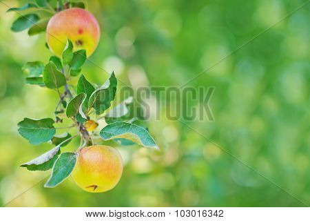 Fresh Apples