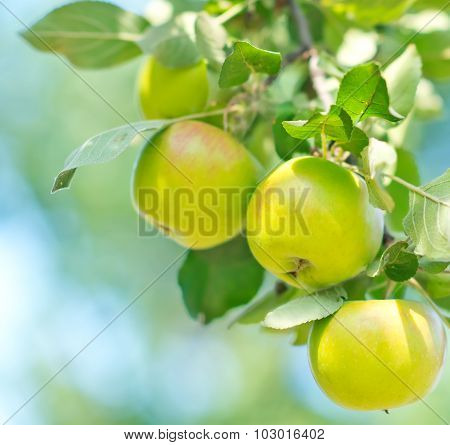Fresh Apples