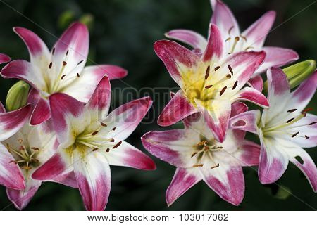 Beautiful blooming bright Lilies