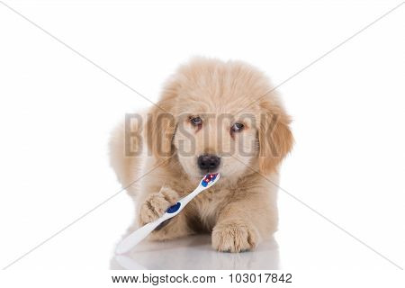 Golden Retriever Puppy With Strabismus Brushing His Teeth Looking Straight Isolated On White