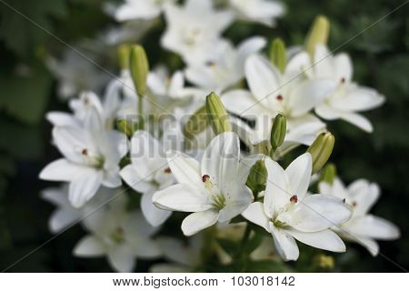 Beautiful blooming bright Lilies