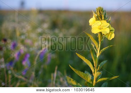 Yellow wild flower