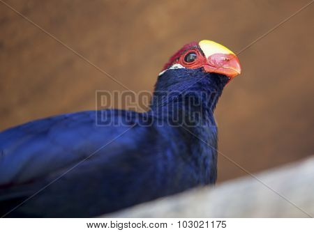 Violet Turaco