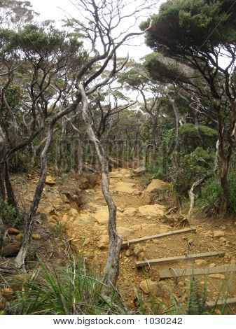 구름 숲