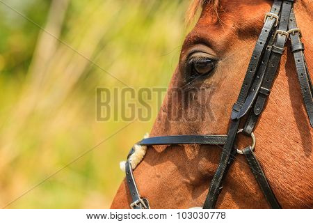 Closeup Of Majestic Graceful Brown Horse