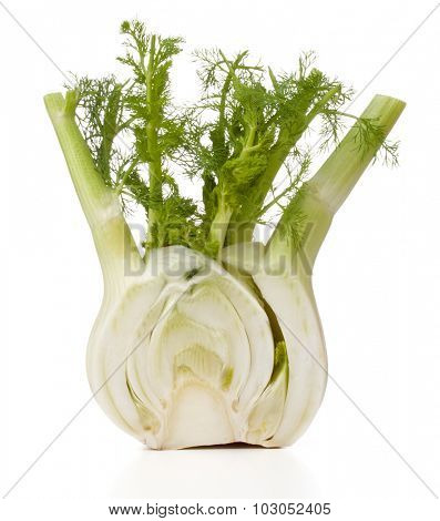 Fresh fennel bulb isolated on white background close up