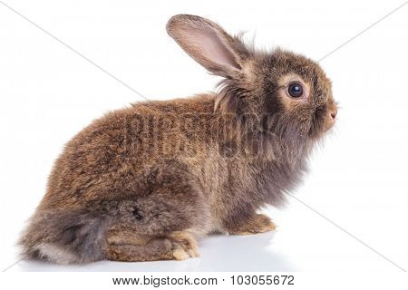 Side view of a cute lion head rabbit bunny lying on isolated background, looking away from the camera.