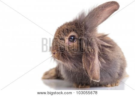 Side view of a lion head rabbit bunny lying on isolated background.