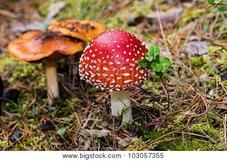 Amanita muscaria Mushroom Close-up