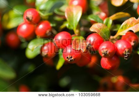 Autumn Background With Red Gaultheria
