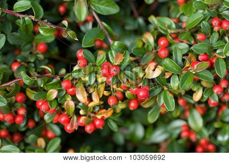 Autumn Background With Red Gaultheria
