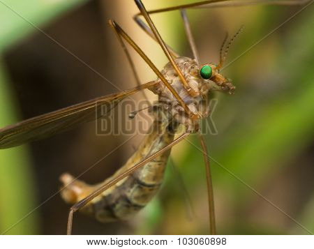 Crane Fly (mosquito Hawk) With Bright Green Eyes