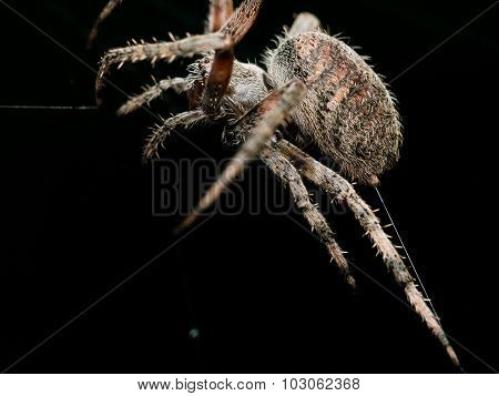 Orb Weaving Spider Lays Out Web Closeup With Black Background