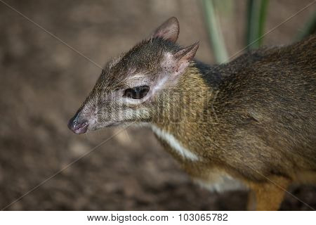 Mouse Deer