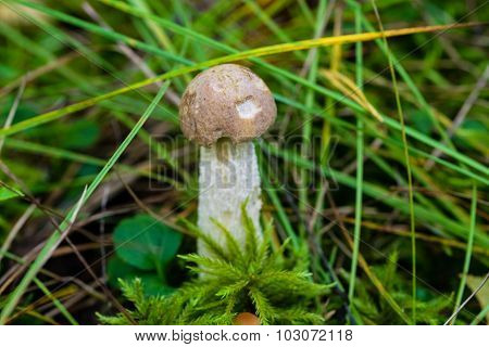 Edible Wild Mushroom