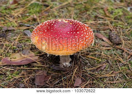 Mature Amanita muscaria mushroom