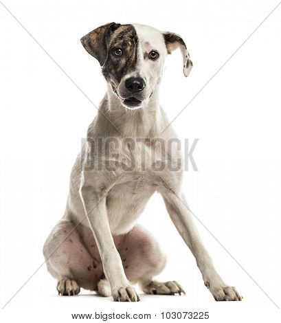 Crossbreed dog sitting in front of a white background