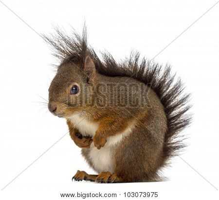 Red squirrel in front of a white background