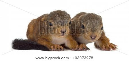 Two Red squirrel babies in front of a white background