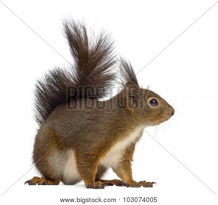 Red squirrel in front of a white background