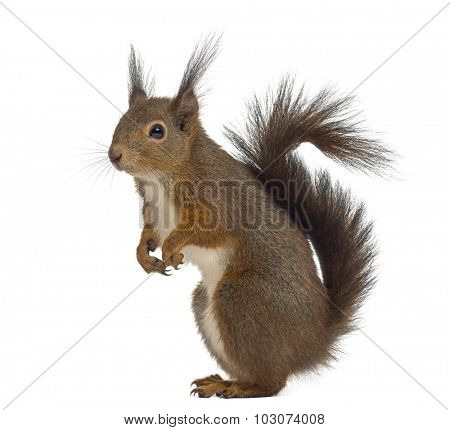 Red squirrel in front of a white background