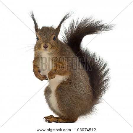Red squirrel in front of a white background