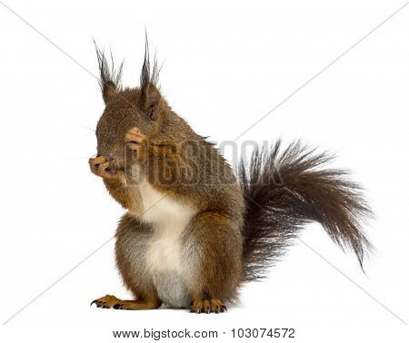 Red squirrel in front of a white background