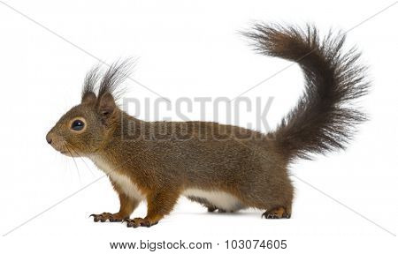 Red squirrel in front of a white background