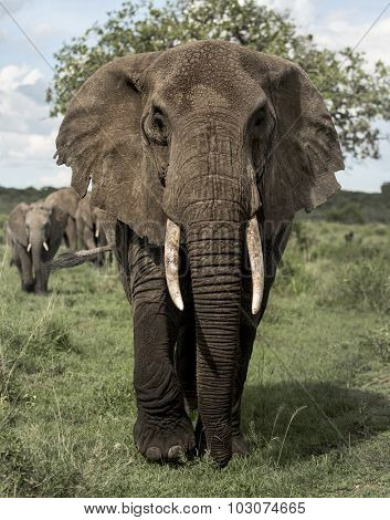 Elephant facing, Serengeti, Tanzania