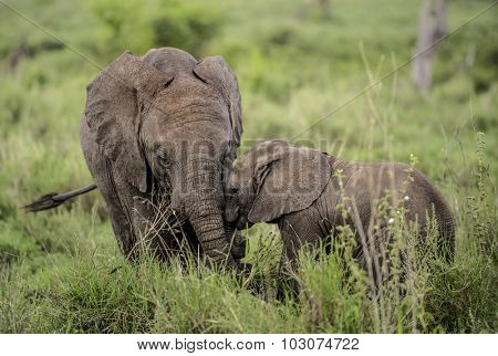 Young Elephants cuddling, Serengeti, Tanzania